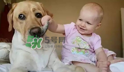寵物對(duì)嬰兒的影響 寵物對(duì)嬰兒的危害有哪些？