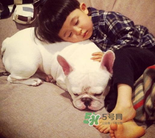 寵物對(duì)嬰兒的影響 寵物對(duì)嬰兒的危害有哪些？