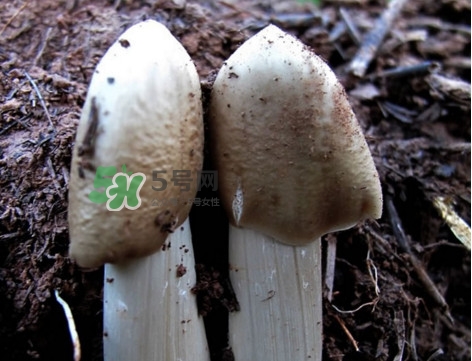 雞樅菌怎么保存？雞樅菌可以放冰箱嗎？