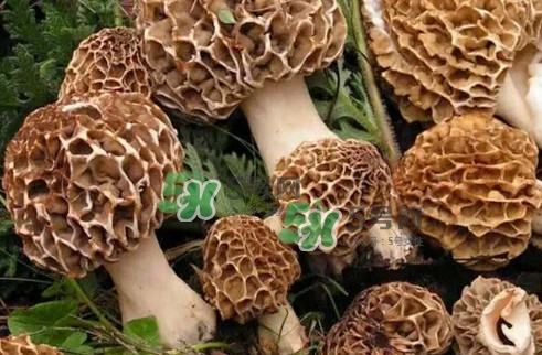 羊肚菌最大產(chǎn)地是哪兒？羊肚菌怎么泡發(fā)