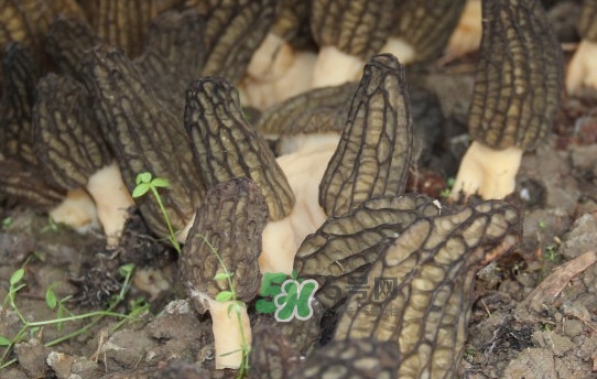 野生羊肚菌多少錢一斤？干羊肚菌多少錢一斤