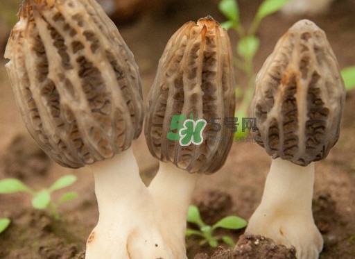 生了蟲的羊肚菌能吃嗎？羊肚菌長蟲子怎么辦？