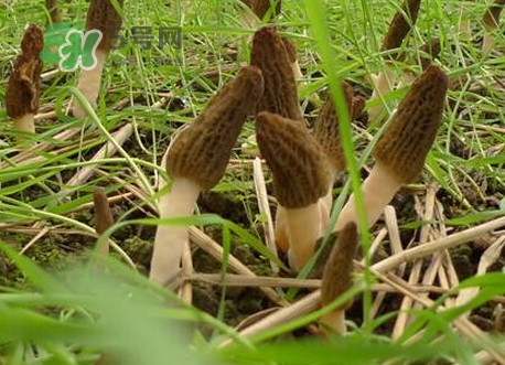 羊肚菌什么時候采摘？羊肚菌什么季節(jié)有