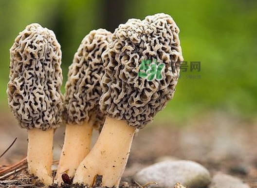 羊肚菌怎么做好吃？羊肚菌有什么好處