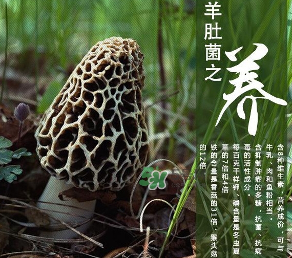 如何識別羊肚菌真假？買羊肚菌怎么挑選