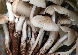 雞樅菌什么時(shí)候有？雞樅菌生長(zhǎng)在什么地方