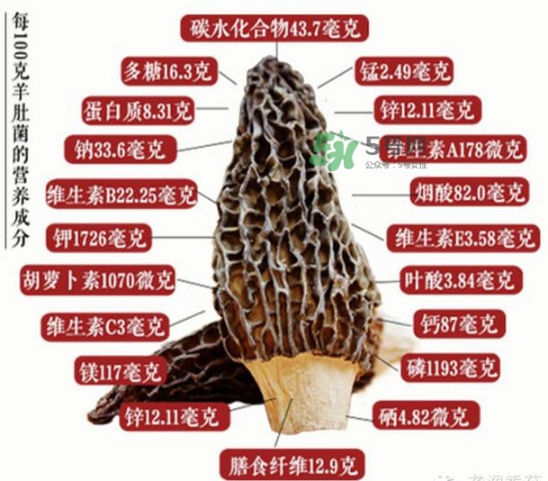 野生羊肚菌多少錢一斤？干羊肚菌多少錢一斤