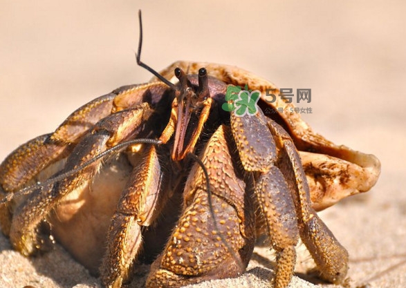 椰子蟹是寄居蟹嗎？椰子蟹中國哪里能買到