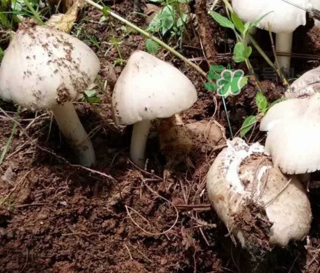 雞樅菌怎么保存？雞樅菌可以放冰箱嗎？