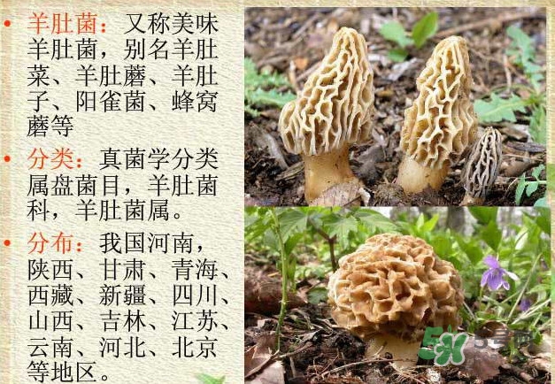 生了蟲的羊肚菌能吃嗎？羊肚菌長蟲子怎么辦？