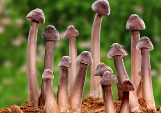 雞樅菌為什么那么貴？雞樅菌為什么離不開(kāi)白螞蟻