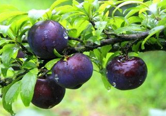 黑布李多少錢一斤？黑布李和紅布李哪個貴？