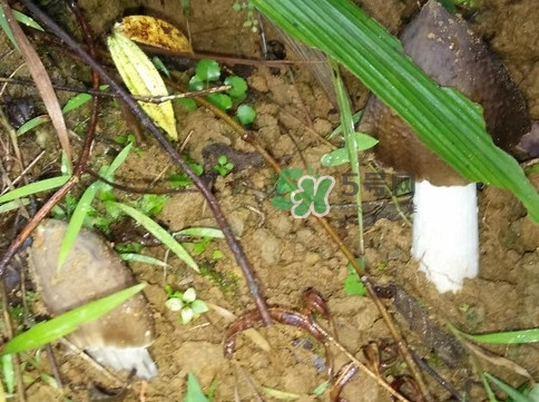 雞樅菌可以人工種植嗎？怎么人工種植雞樅菌