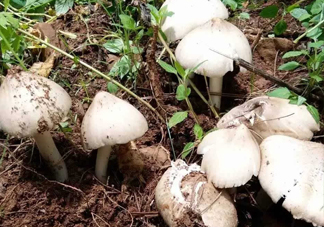 雞樅菌怎么保存？雞樅菌可以放冰箱嗎？