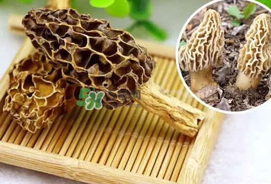 羊肚菌怎么清洗？羊肚菌怎么保存