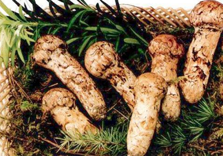 新鮮松茸怎么保存？干松茸如何保存？