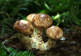 干松茸多少錢一斤？野生松茸多少錢一斤？