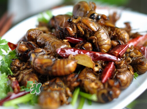 八月份還有知了猴嗎？知了幾月份就沒有了？