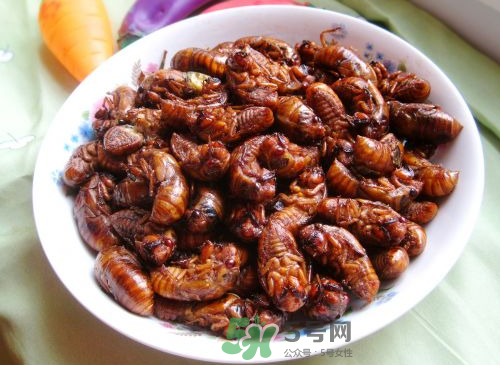 八月份還有知了猴嗎？知了幾月份就沒有了？