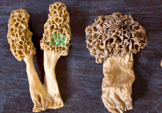 羊肚菌有假的嗎？野生羊肚菌有幾種？