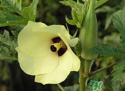 八月份可以種秋葵嗎？8月份能種秋葵嗎？