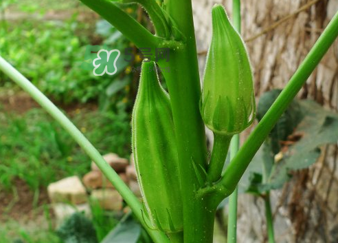 八月份可以種秋葵嗎？8月份能種秋葵嗎？