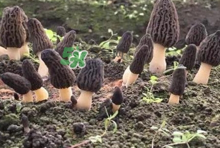 羊肚菌種植是不是騙局？羊肚菌的種植技術(shù)