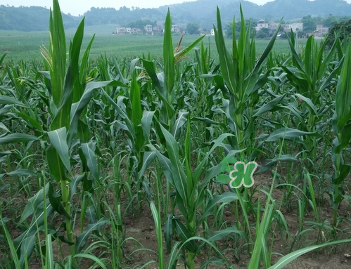 8月份能種玉米嗎？八月份可以種玉米嗎？