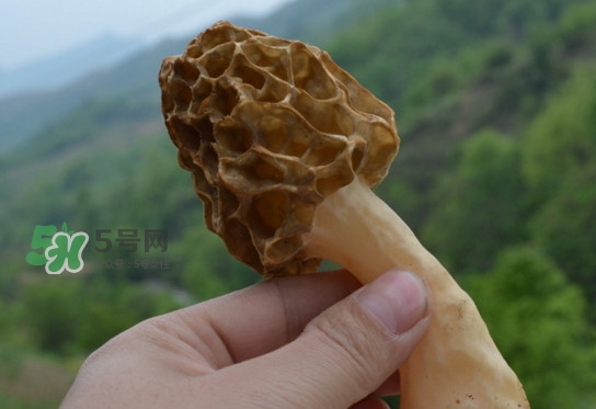 羊肚菌可以泡水喝嗎？羊肚菌可以燉鴿子嗎