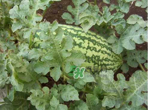 八月份能種西瓜嗎？大棚八月可以種西瓜嗎？