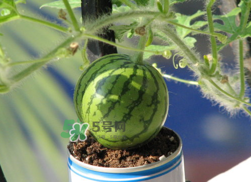 八月份能種西瓜嗎？大棚八月可以種西瓜嗎？