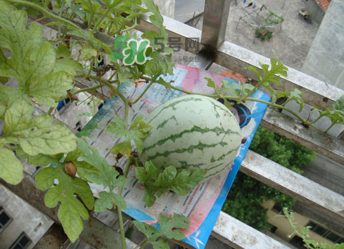 八月份能種西瓜嗎？大棚八月可以種西瓜嗎？