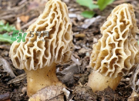 羊肚菌可以泡茶喝嗎？羊肚菌可以生吃嗎