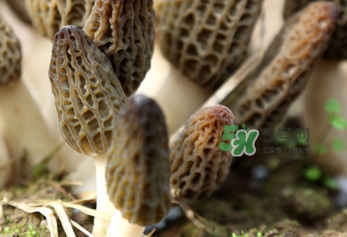 羊肚菌能泡酒嗎？羊肚菌可以炒著吃嗎？