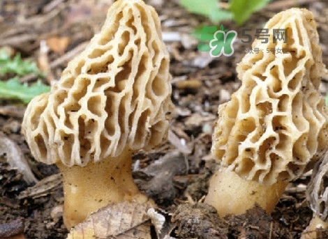 羊肚菌能治什么??？羊肚菌能冷凍保鮮嗎