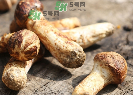 干松茸多少錢一斤？野生松茸多少錢一斤？