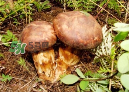 新鮮松茸怎么保存？干松茸如何保存？