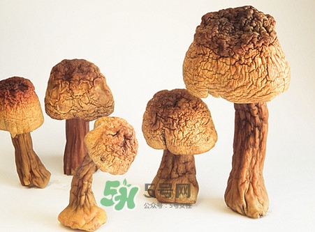 松茸是發(fā)物嗎？松茸是熱性還是涼性？