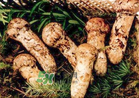 新鮮松茸怎么保存？干松茸如何保存？