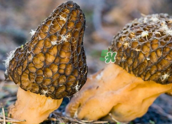 羊肚菌有假的嗎？野生羊肚菌有幾種？