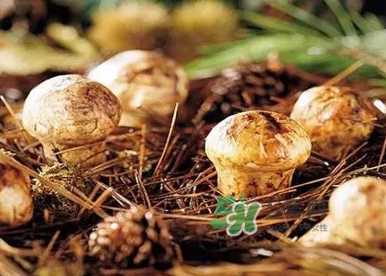 松茸什么時候吃最好？松茸什么季節(jié)有