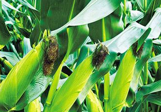 8月份能種玉米嗎？八月份可以種玉米嗎？