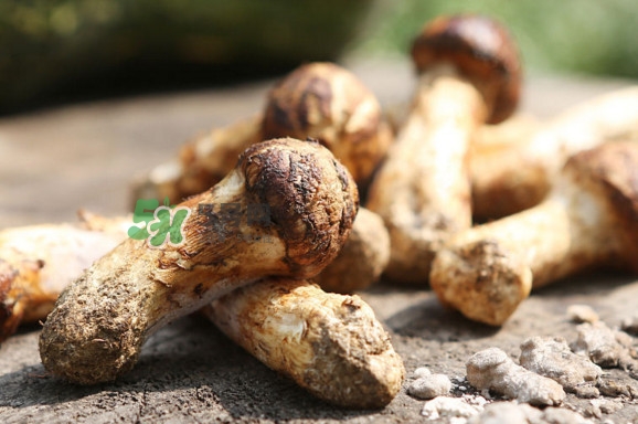 新鮮松茸怎么保存？干松茸如何保存？