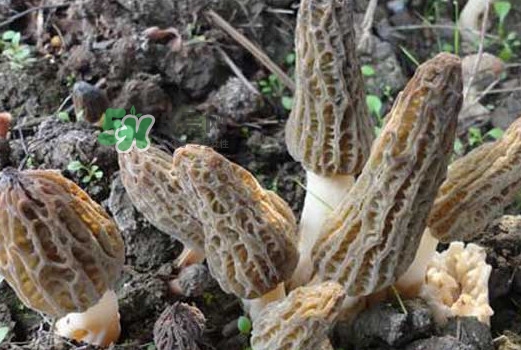 羊肚菌可以泡水喝嗎？羊肚菌可以燉鴿子嗎