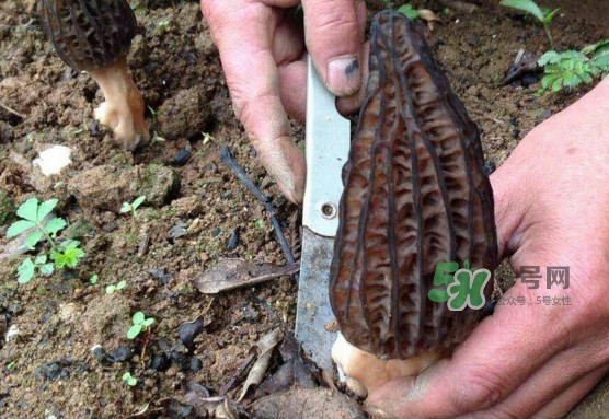 孕婦可以吃羊肚菌嗎？什么人不能吃羊肚菌