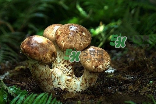 干松茸多少錢一斤？野生松茸多少錢一斤？