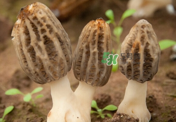 羊肚菌有假的嗎？野生羊肚菌有幾種？