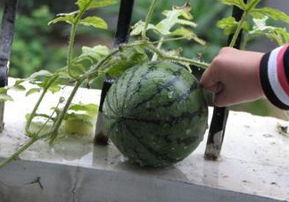 八月份能種西瓜嗎？大棚八月可以種西瓜嗎？