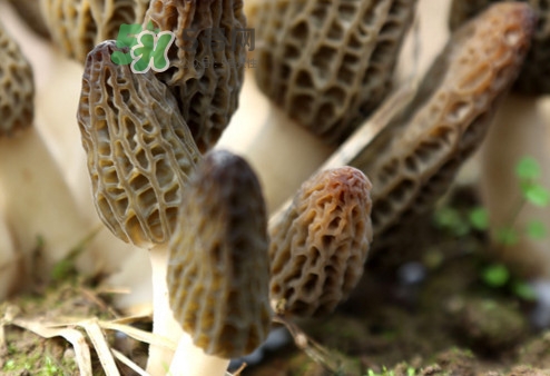 羊肚菌能治什么??？羊肚菌能冷凍保鮮嗎