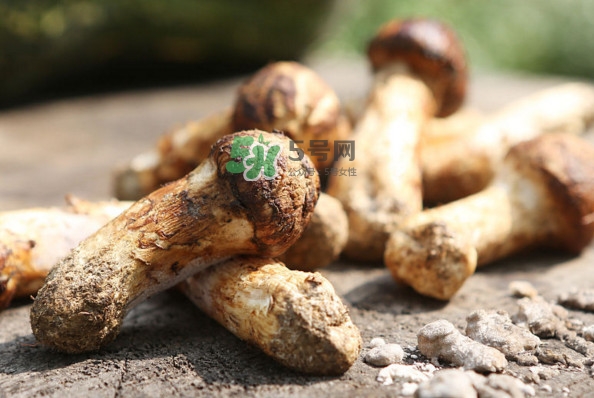 新鮮松茸怎么吃？松茸怎么吃最有營養(yǎng)
